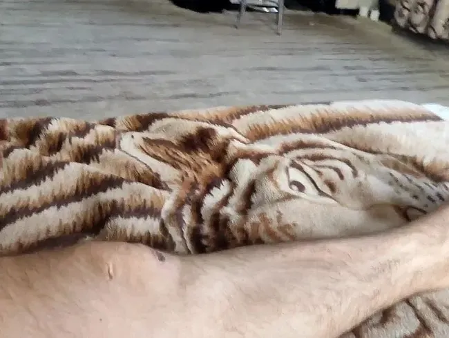 Großen Schwanz blasen und Eier lecken